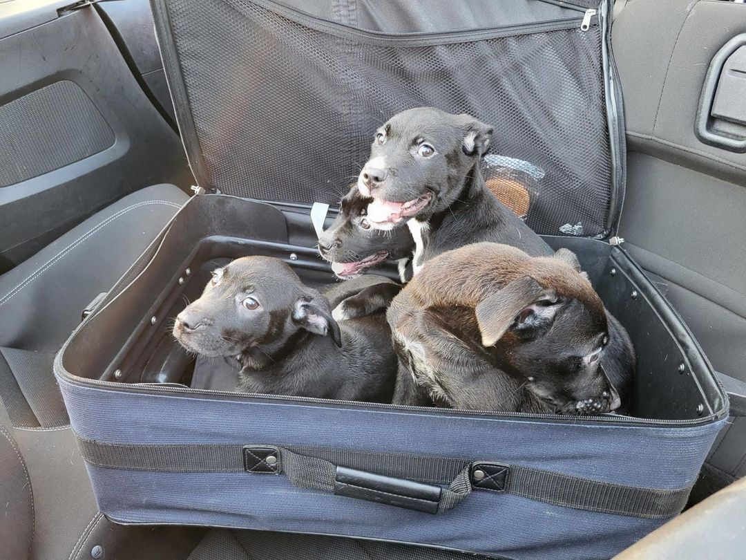 Puppies